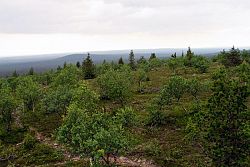 Fantastyczny krajobraz tundry Rezerwat Saariselkä - Finlandia