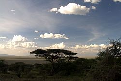  Serengeti