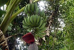<p>Banany w dżungli ... prosto z bananowca ... mniam</p> dsc05258