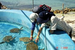 <p>Isla Mucheres. Ośrodek hodowli żółwi morskich.</p> dsc05353