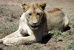  Serengeti
