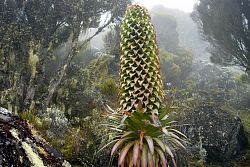  Roślinnosc na stokach Kilimanjaro
