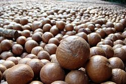  Orzechy Macadamia