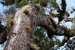  Ceiba - drzewo narodowe Gwatemali