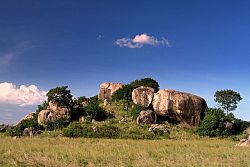  Serengeti