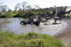  Serengeti