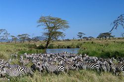  Serengeti